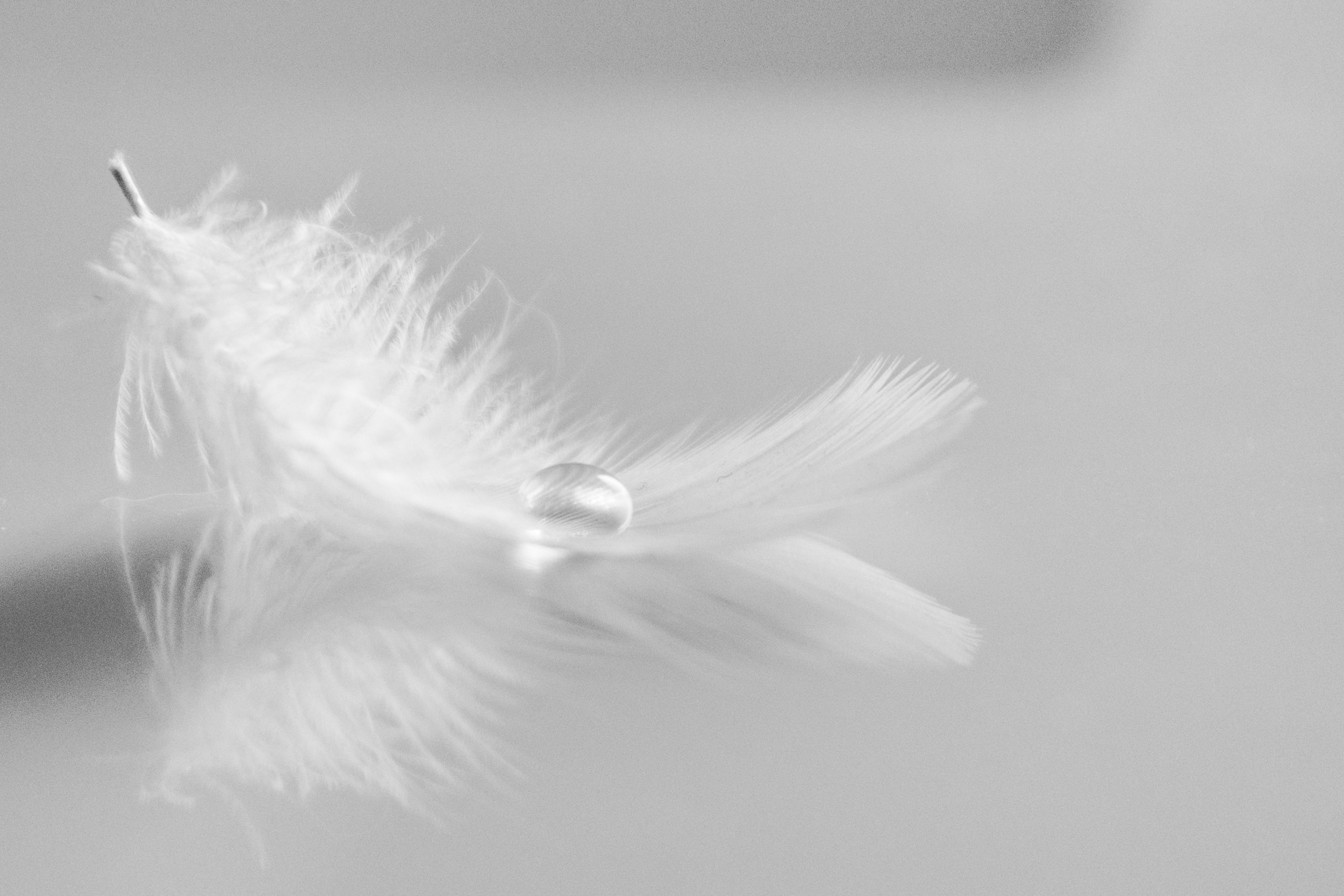 L' Oeil Noir Photographie